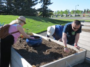 Preparing the soil.