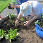 Planting the red cauliflower.