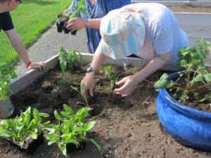 Planting the red cauliflower.