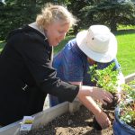 Planting parsley.