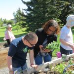 Preparing to plant oregano.