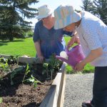 Watering the vegetables.