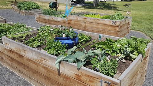 Garden progress on June 27.