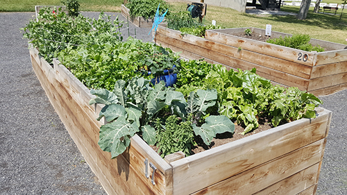 Garden progress on July 7.