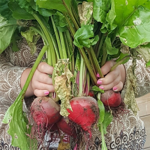 Part of our harvest on July 27.