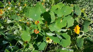 Nasturtiums on August 19.