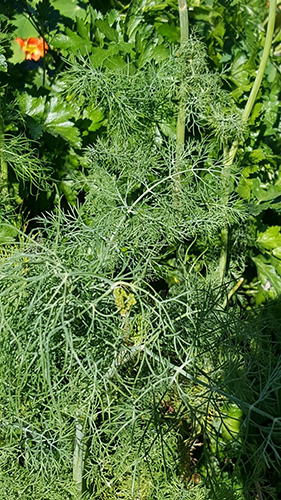 Dill on August 19.