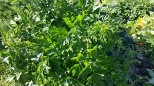 Italian Parsley on August 19.