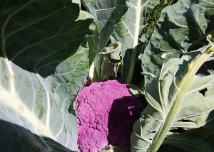 Purple cauliflower on August 26.