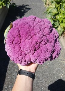 Purple cauliflower on August 26.